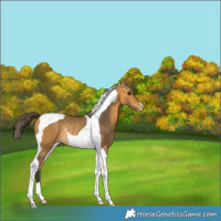 Horse Color:Buckskin Tobiano Varnish Rabicano 