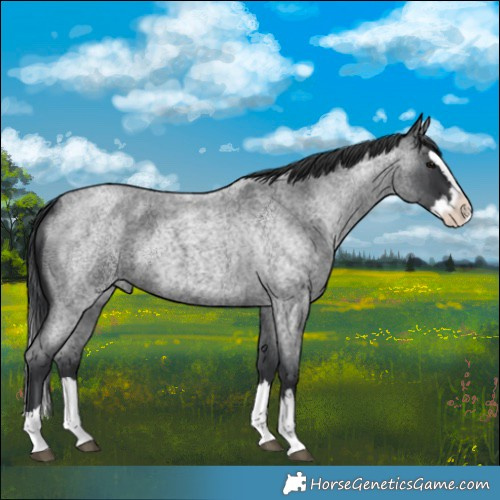 Horse Color:Blue Roan Splash