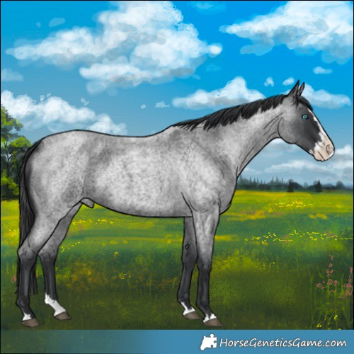 Horse Color:Blue Roan Splash