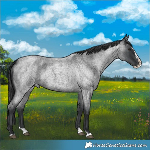 Horse Color:Blue Roan Splash 