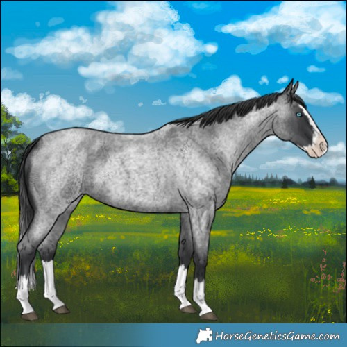 Horse Color:Blue Roan Splash 