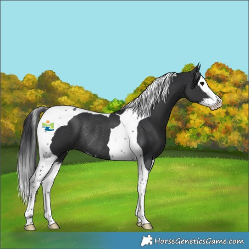 Horse Color:Black Splash Tobiano Rabicano 