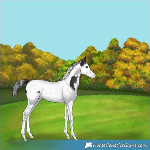Horse Color:Black Splash Tobiano 