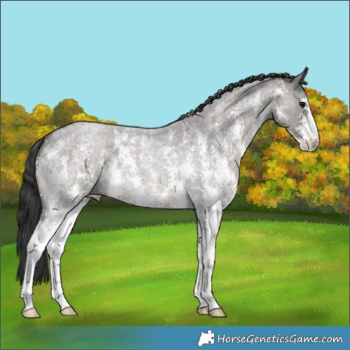 Horse Color:Grullo Roan Sabino 