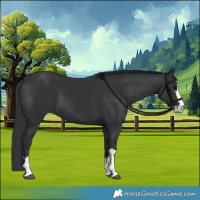 Horse Color:Black 