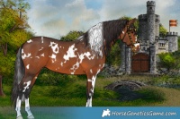 Horse Color:White Spotted Brown