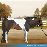 Horse Color:Bay Tobiano Rabicano 