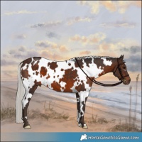 Horse Color:White Spotted Silver Brown