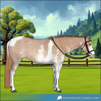 Horse Color:White Spotted Red Dun Tobiano