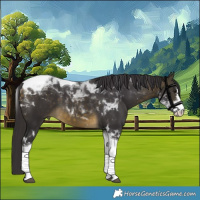 Horse Color:Buckskin Sabino Tobiano