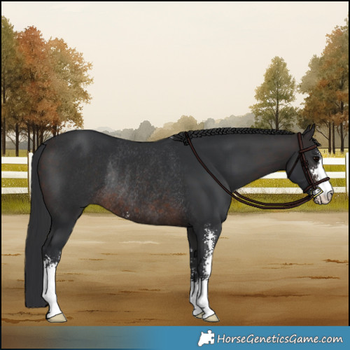 Horse Color:Brown Sabino Rabicano 
