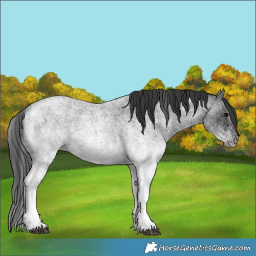 Horse Color:White Spotted Blue Roan