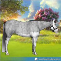 Horse Color:Smoky Blue Roan Splash 