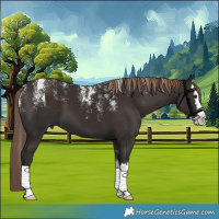 Horse Color:Powder White Liver Chestnut Splash 