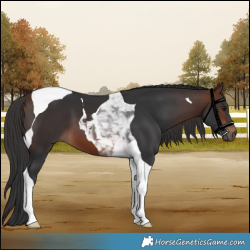 Horse Color:Brown Tobiano 