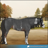 Horse Color:Liver Chestnut Sabino