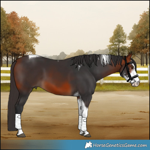 Horse Color:Bay Sabino Tobiano 