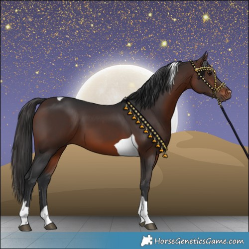 Horse Color:Brown Tobiano 
