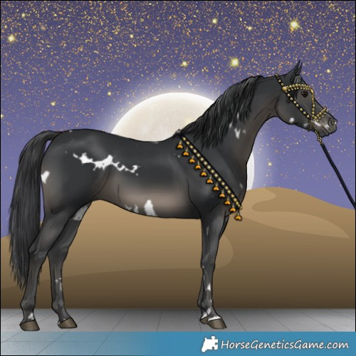 Horse Color:White Spotted Black