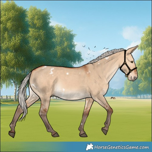 Horse Color:White Spotted Silver Bay Dun