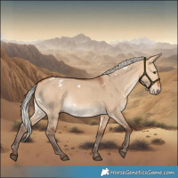 Horse Color:White Spotted Silver Bay Dun