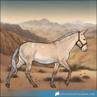 Horse Color:White Spotted Silver Bay Dun 