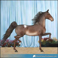 Horse Color:Liver Chestnut Appaloosa 