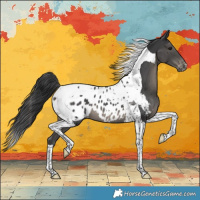 Horse Color:Black Tobiano Appaloosa 