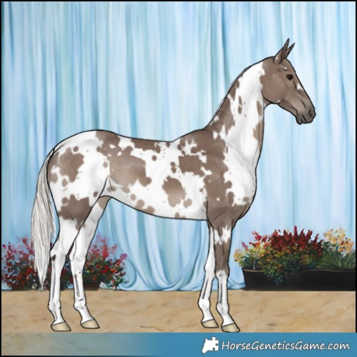 Horse Color:White Spotted Silver Black 