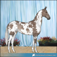 Horse Color:White Spotted Silver Black 