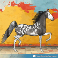 Horse Color:Gray Black Splash Appaloosa Rabicano 