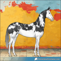 Horse Color:White Spotted Black Splash