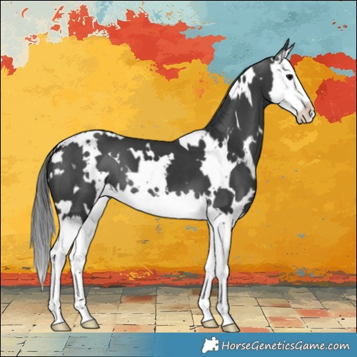 Horse Color:White Spotted Black Splash 