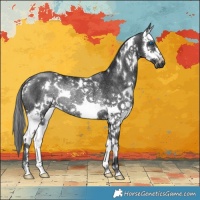 Horse Color:White Spotted Black Splash Rabicano