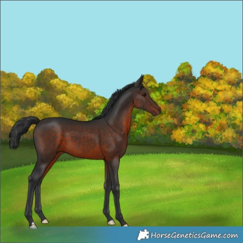 Horse Color:Brown 