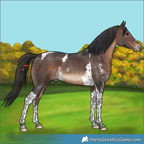 Horse Color:Brown Sabino Tobiano 