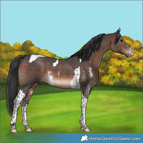 Horse Color:Brown Sabino Tobiano 