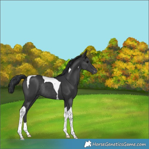 Horse Color:Black Tobiano Appaloosa Rabicano 