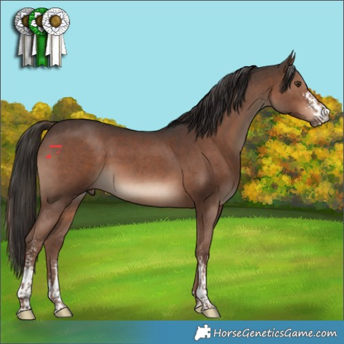 Horse Color:Liver Chestnut Sabino 