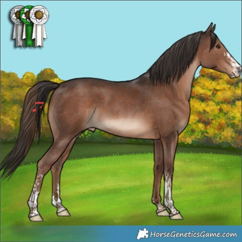 Horse Color:Liver Chestnut Sabino 