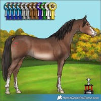Horse Color:Liver Chestnut Sabino 