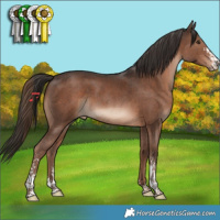 Horse Color:Liver Chestnut Sabino 