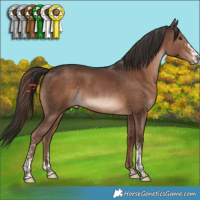 Horse Color:Liver Chestnut Sabino 