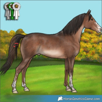 Horse Color:Liver Chestnut Sabino 