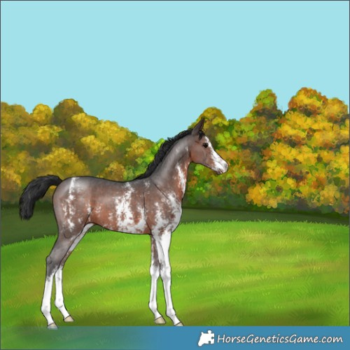 Horse Color:Brown Sabino 