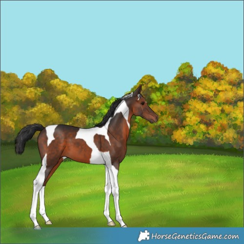 Horse Color:Brown Tobiano 
