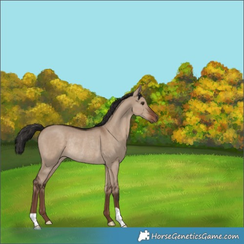 Horse Color:Liver Red Dun Rabicano 