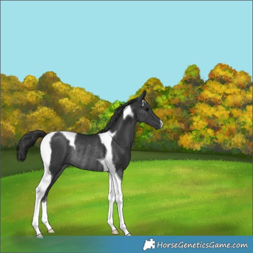 Horse Color:Black Tobiano Rabicano 