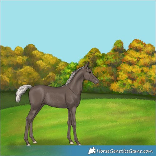 Horse Color:Silver Black Appaloosa Rabicano 
