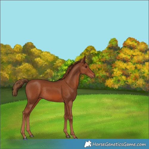 Horse Color:Chestnut Rabicano 